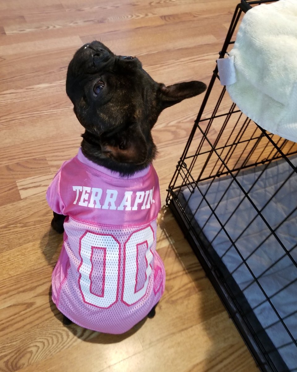 ClarkSchool's tweet photo. Lucy belongs to Darby Smith (program specialist for @mtechumd). Lucy knows when you are sad or sick and will lay by your side until you feel better. #EngineeringPets https://t.co/fn5SV4XBMM