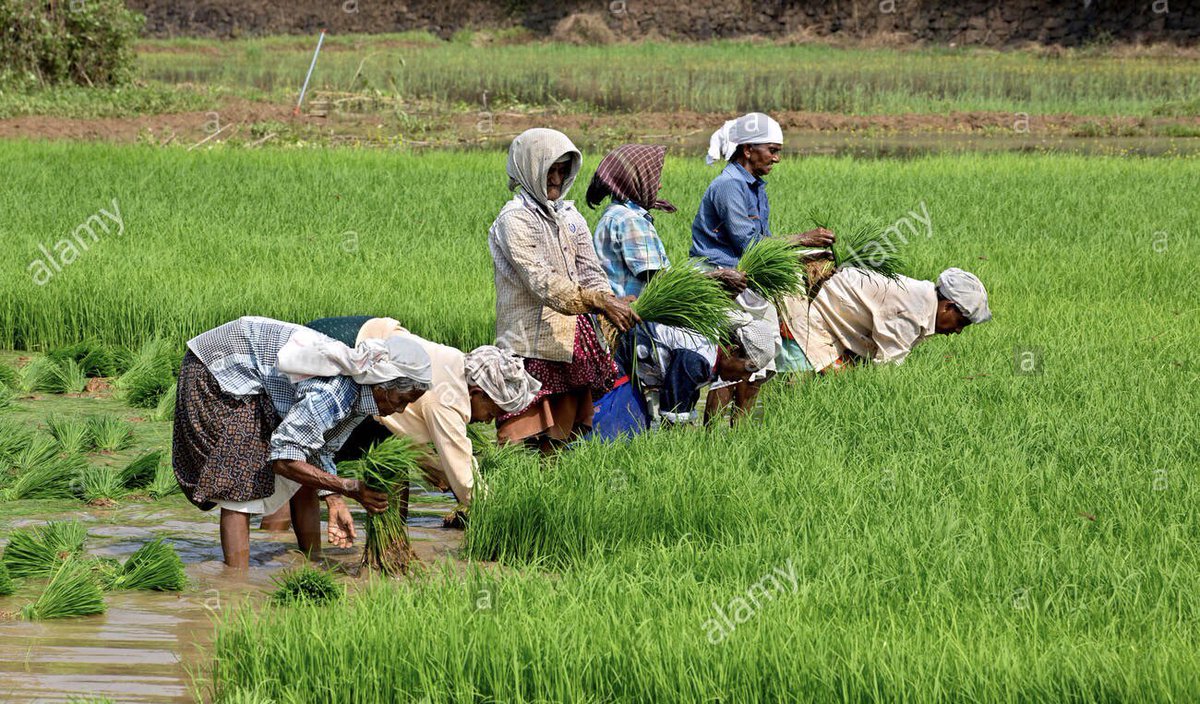 Alternatives to glyphosate: 1. Drudgery of handpicking the weeds on a farm