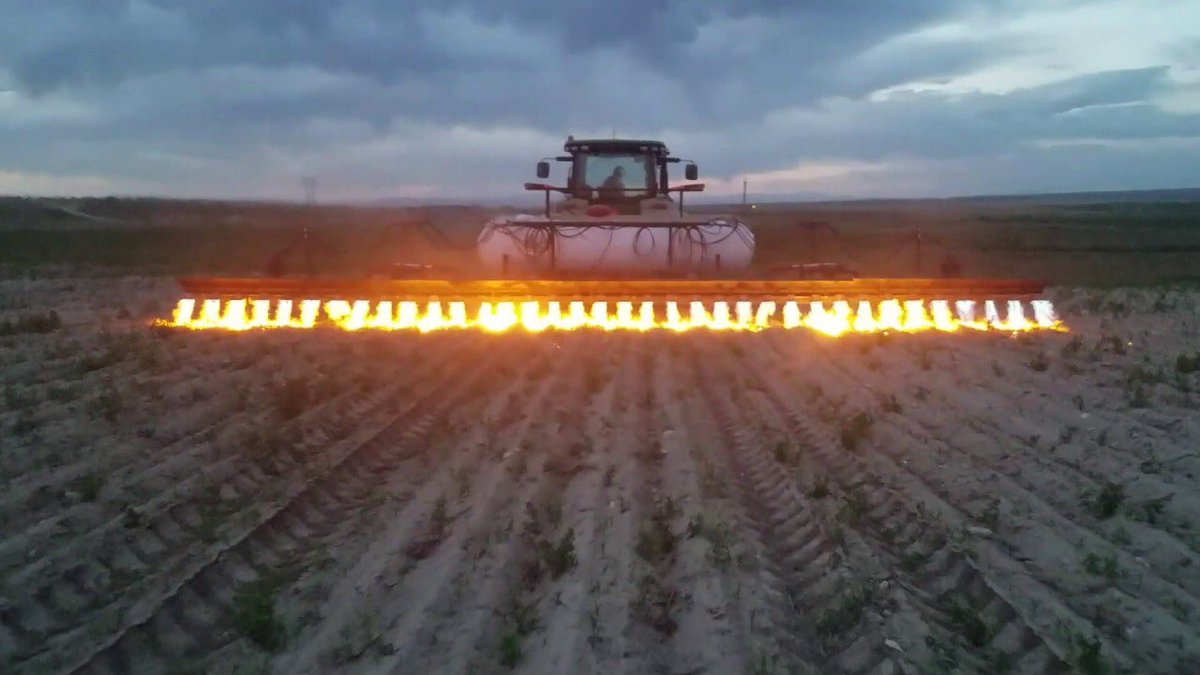 Alternatives to glyphosate: 2. Literally burning the weeds on a farm using propane flame throwers like this. Think of the soil microbes, beneficial insects