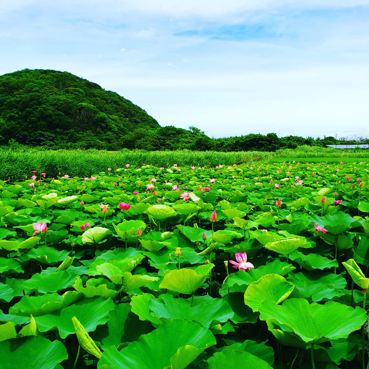 keisixnine's tweet photo. 島田島の古代蓮
今が丁度見頃かな？

#蓮 #蓮の花 #古代蓮 #大賀ハス #徳島 #徳島のいいところ #鳴門 #鳴門スカイライン #梅雨の晴れ間 #曇ってたけど #お散歩ツーリング #近場ツーリング #mt01 #yamaha #バイクが好きだ #バイクのある風景 #バイク写真部 #jpbikers https://t.co/kHRgbdHRFL