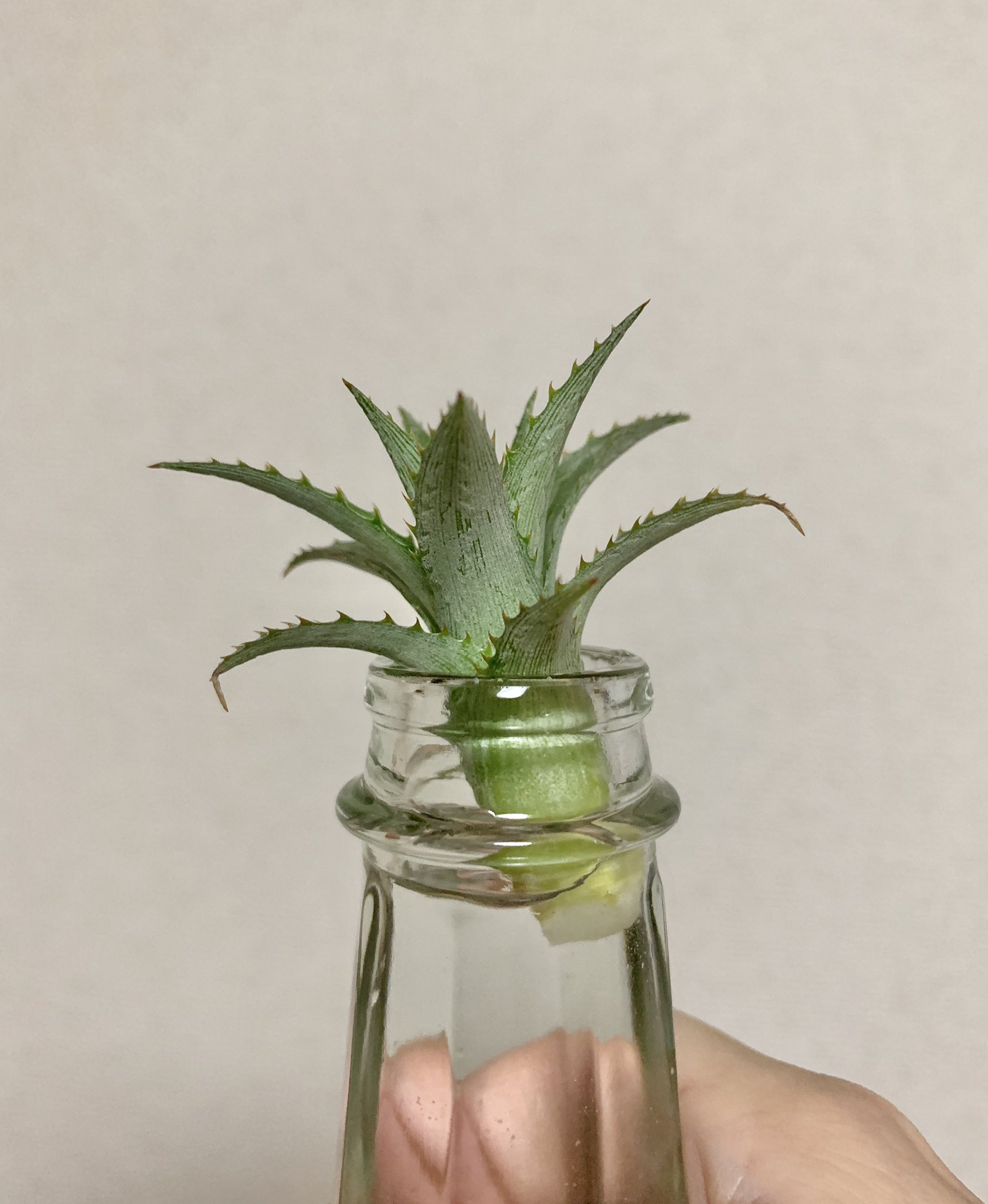 童 仮 調べたらパイナップルの葉っぱ観葉植物に出来るらしい 茎と果実部分の境目 切りすぎたかもしれん うまくいけば根が生えてくるらしい 生えてくれ 根が生えてきたらセリアで何か良さげなビンを買う それまではオリーブ油の瓶でな