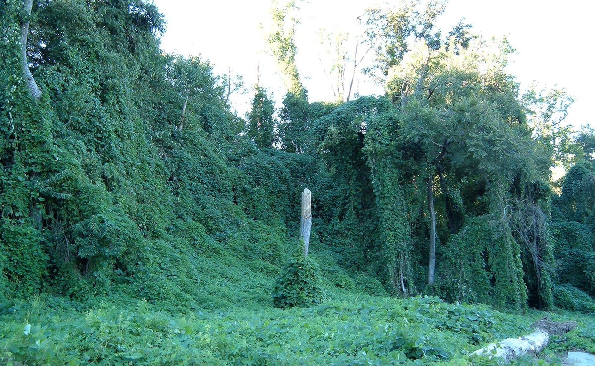 If glyphosate is banned, get ready for greater invasion by invasive weeds like kudzu and water hyacinth. Think of the environment!