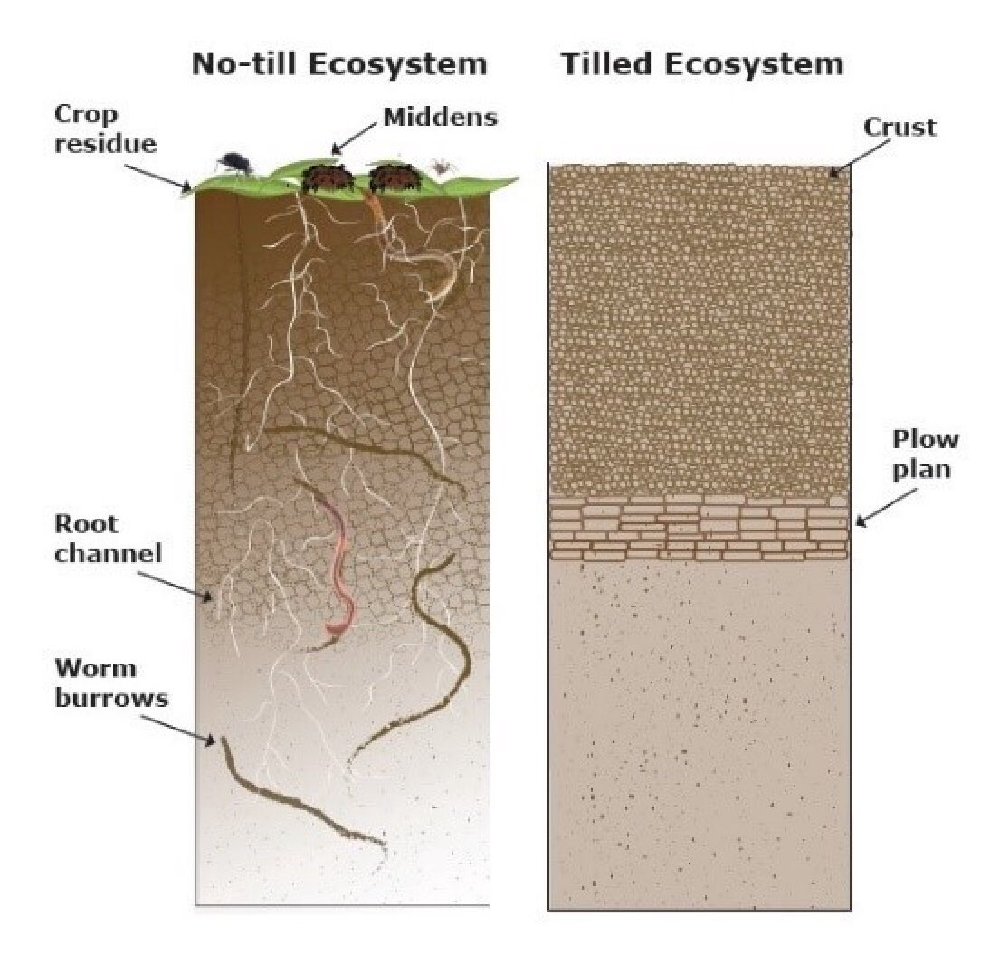 Tilling soil is the most destructive practice in farming. Herbicide-tolerant crops promotes zero tillage, greatest friend to the environment. City-dwelling hippy activists & misguided politicians do not understand this, scream for the ban of glyphosate  https://link.medium.com/TkL39lNS37 