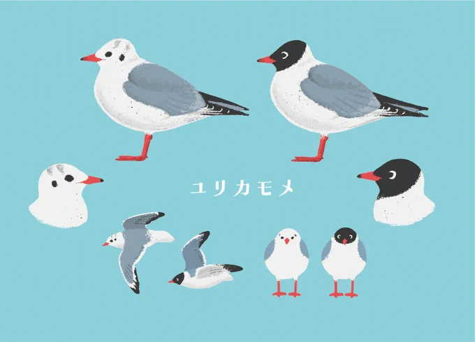 少し前に依頼をいただいてかいたユリカモメ 