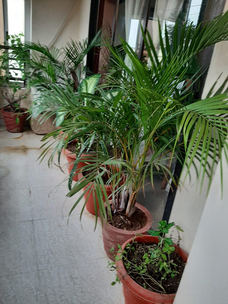 director_ak's tweet photo. Indoor plants at residence that soothes the space. https://t.co/uQXrri5wWo