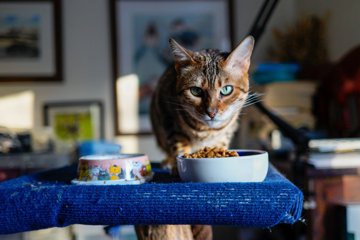 arranphoto's tweet photo. One of our two Bengals. 
#bengalcat #cat #feline https://t.co/ZvyDxDROHB