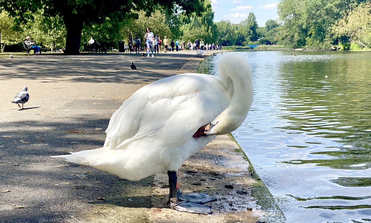 jd_kelleher's tweet image. #SwanQueen #photography #birdsofpray #photographylovers