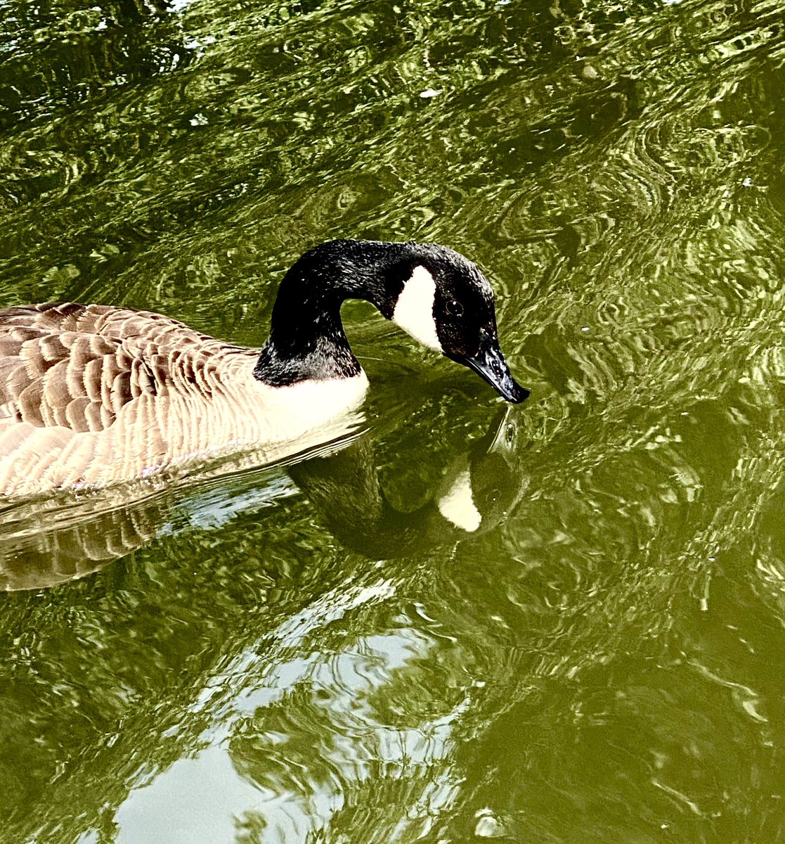 jd_kelleher's tweet image. #SwanQueen #photography #birdsofpray #photographylovers