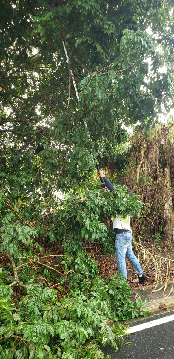 ramonluisrivera's tweet photo. Continúan las brigadas de Manejo de Emergencias, Reforestación y Ornato y Protección Ambiental con la limpieza de vías y poda de árboles como parte del plan de mitigación ante la temporada de huracanes. Hoy domingo se encuentran en la carretera 816 y 812. https://t.co/p0mBQf4yny