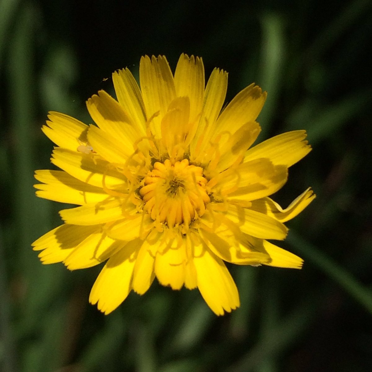 Dandelion🌼
Photo By: Joseph Hill🙂📸🌼
#Dandelion #flower #summer #beautiful #Amazing #colorful #Wow #awesome #Peaceful #afternoon #sunnyday #niceday #daytime #summertime #VassNC #July https://t.co/ta0P21IG4G