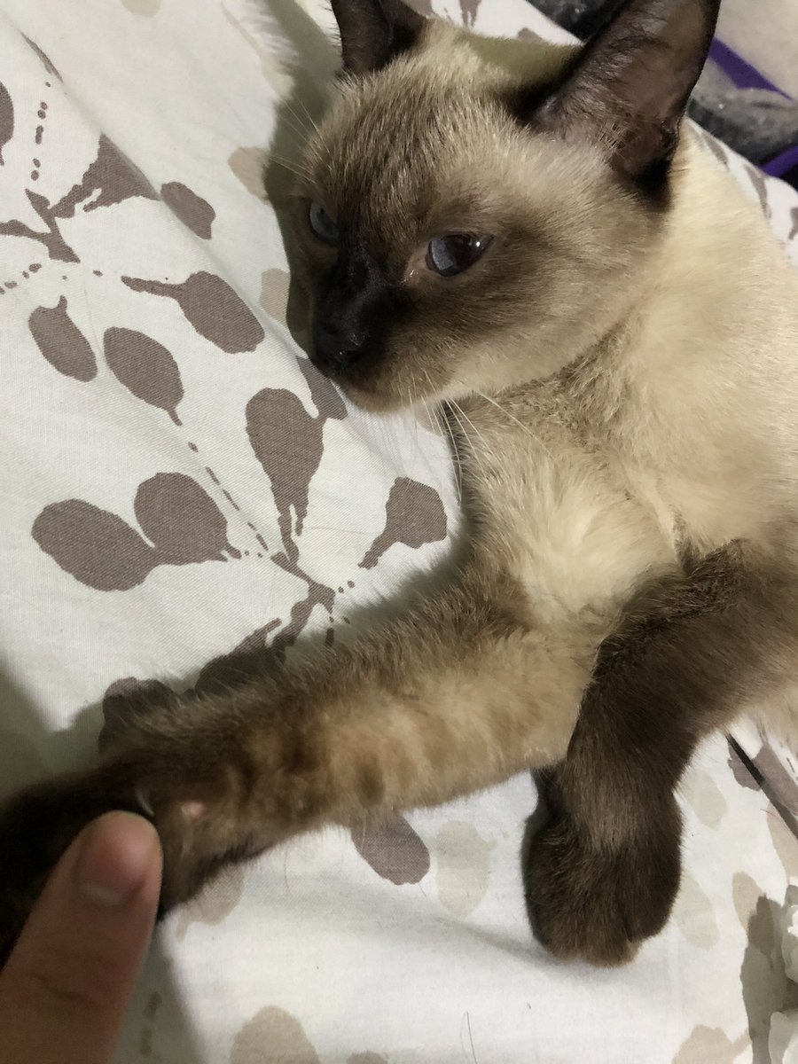 visbalicious's tweet photo. 7 years and counting ❤️🐱 https://t.co/9zZ5oKuCO0
