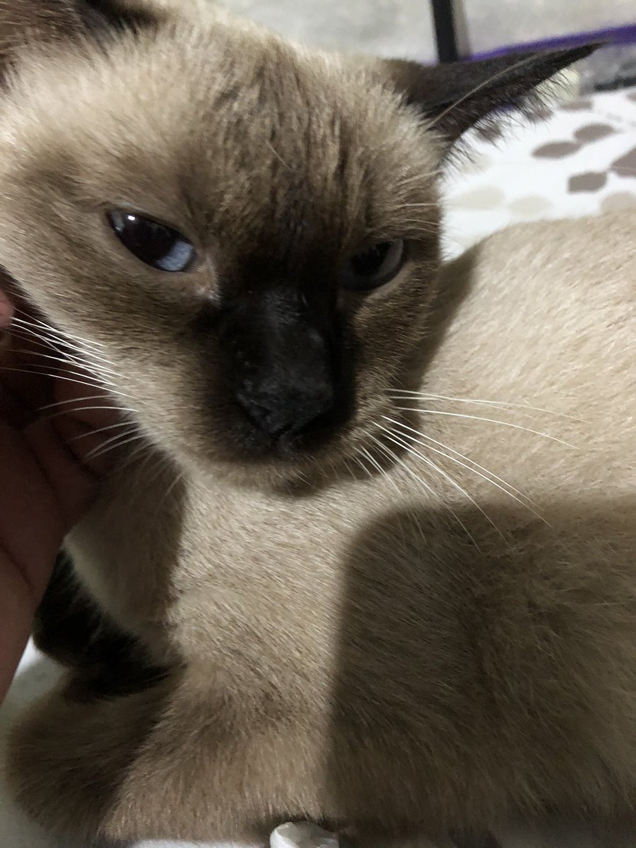 visbalicious's tweet photo. 7 years and counting ❤️🐱 https://t.co/9zZ5oKuCO0
