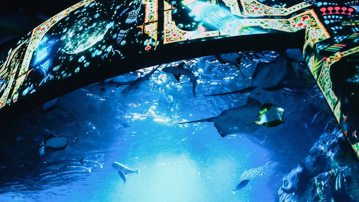 __yoii_to's tweet photo. 水族館行きたい。 https://t.co/nihJytRODb
