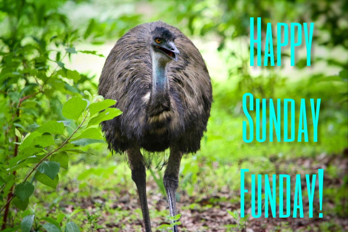 captainatv1's tweet photo. “Sometimes the best photos come when Mother Nature’s creatures take just as much curiosity in you.” -Captain A! “Harold the Emu”, by 9yr old photographer Captain A using his Nikon 5200 📷 with a 55-300mm lens! #photography #kids #emu #photosbycaptaina #youngphotographer #iamflvs https://t.co/f2BRtE5Uo5