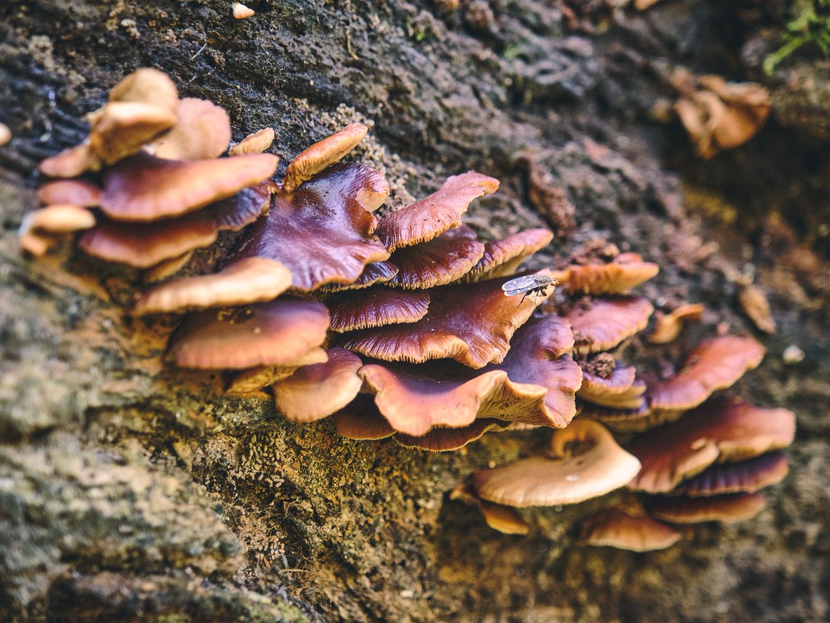 Grootbos's tweet photo. Mushrooms and other fungi pop up over night across the forest floor. Fungi are all connected by a type of ‘underground internet’ creating a communication superhighway. The intelligence and sophistication of nature is incredible!
#InspireTheFuture #GrootbosMagic
📷 @Brutanikhul https://t.co/MScdrjTpZs
