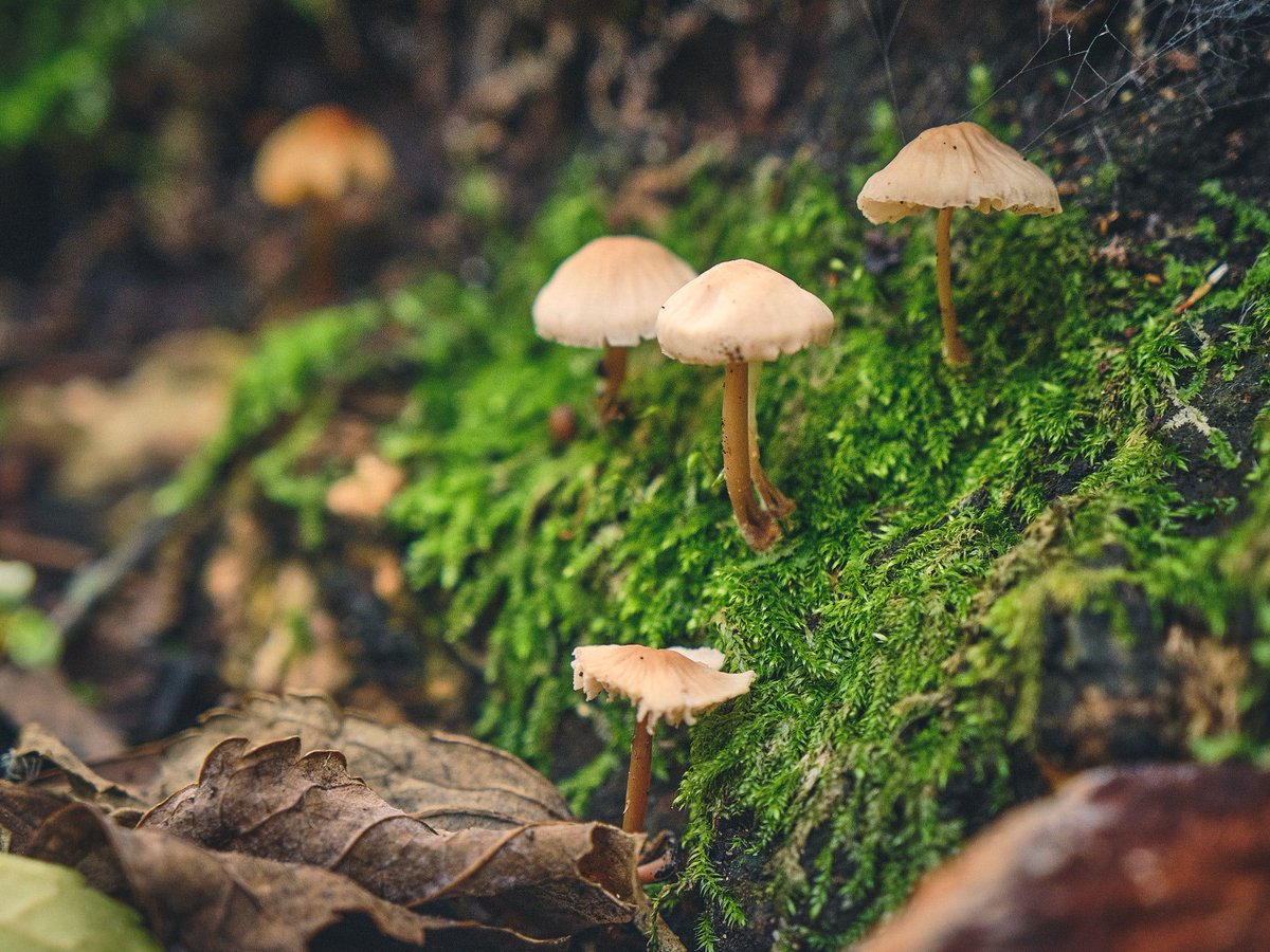 Grootbos's tweet photo. Mushrooms and other fungi pop up over night across the forest floor. Fungi are all connected by a type of ‘underground internet’ creating a communication superhighway. The intelligence and sophistication of nature is incredible!
#InspireTheFuture #GrootbosMagic
📷 @Brutanikhul https://t.co/MScdrjTpZs
