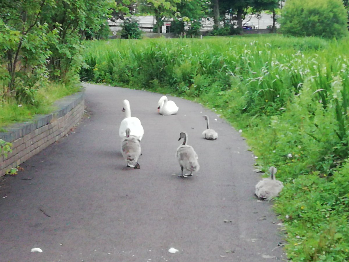 The swans are on the move.