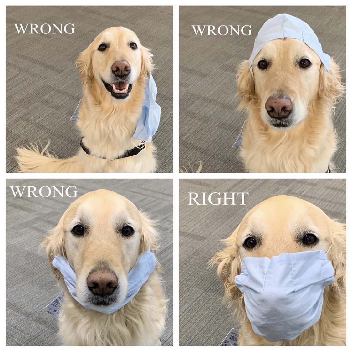 A friendly reminder from <a href="/homerunREMI/">REMINGTON Paws</a> about the right way to wear a face covering 🐶😷 #UNC