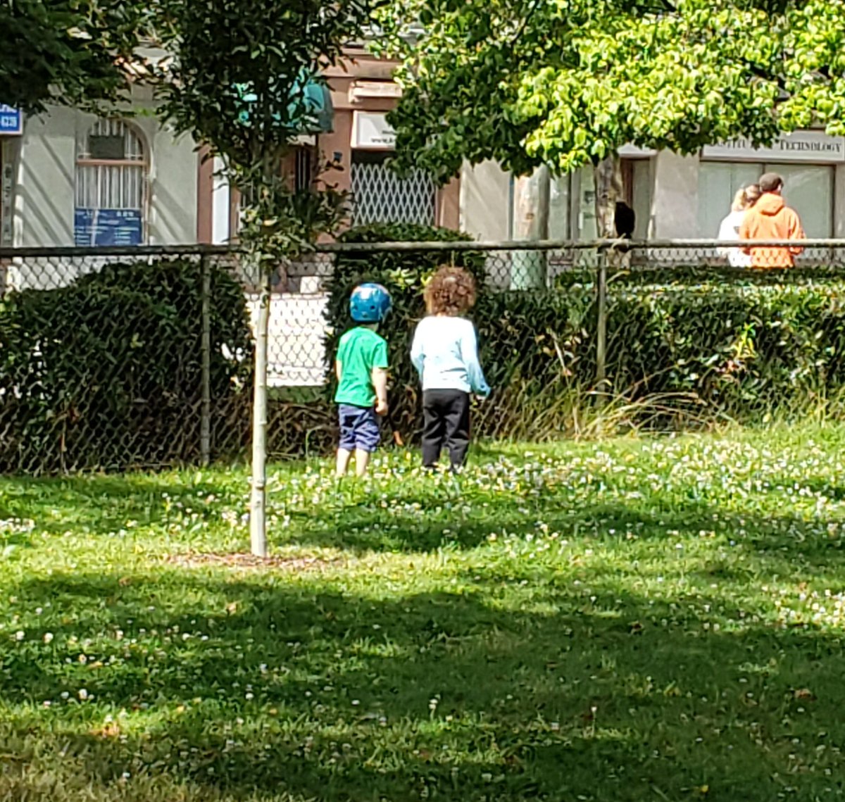 Two crows just saved my toddler. The toddler has always loved crows. She'll talk to them, watch them out the window etc. She is also a runner. She'll get an idea into her head and just start running towards traffic. Which is what she did today.