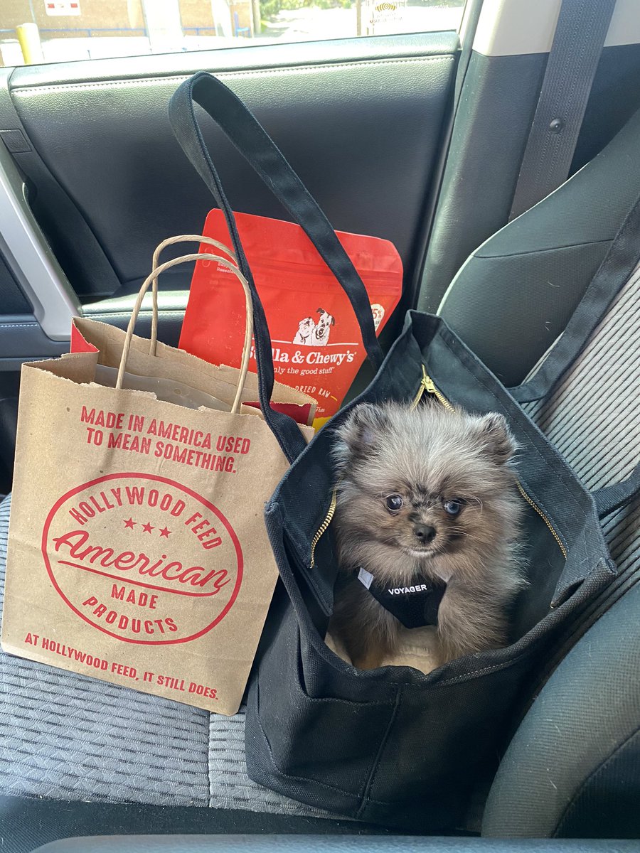 First <a href="/HWFeed/">Hollywood Feed</a> trip in the <a href="/LoveThyBeast/">LoveThyBeast</a> tote 😂 little stinker just wanted to jump out and say hi to everyone so I gotta work on that 🤣