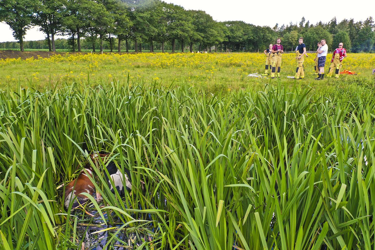 (FOTOSERIE) Koeien gered uit riviertje de #Tongelreep bij #Valkenswaard #Brandweer #Koe.