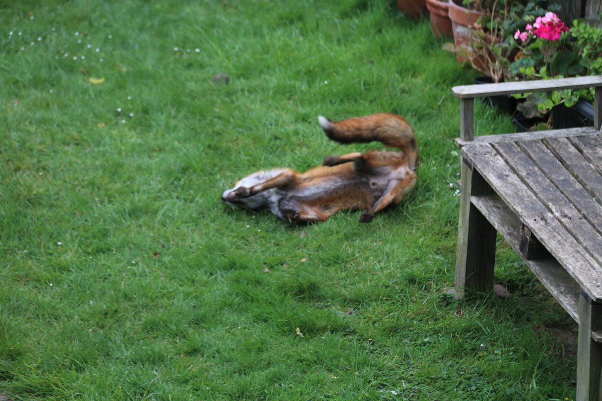 LpPeer's tweet photo. #foxfun Black Sox is the oldest fox that visits with an old broken ankle injury but he's the funniest one, full of life &amp; fun, he decided to have a mad 5 mins, rolling around, trying to engage the others (not interested) &amp; running like a nutter through all the gardens 😍💜 https://t.co/qL9x9Bfwm7