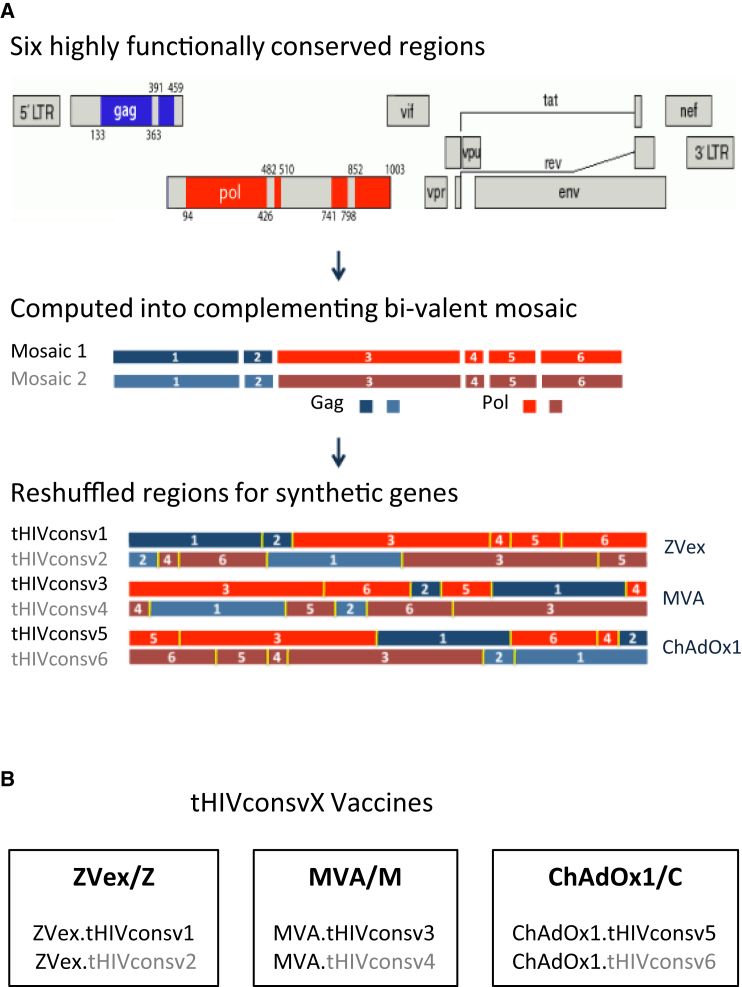 4. What is possible?HIV-1 Conserved Mosaics Delivered by Regimens With Integration-Deficient DC-Targeting Lentiviral Vector Induce Robust T Cells https://ncbi.nlm.nih.gov/pmc/articles/PMC5368423/