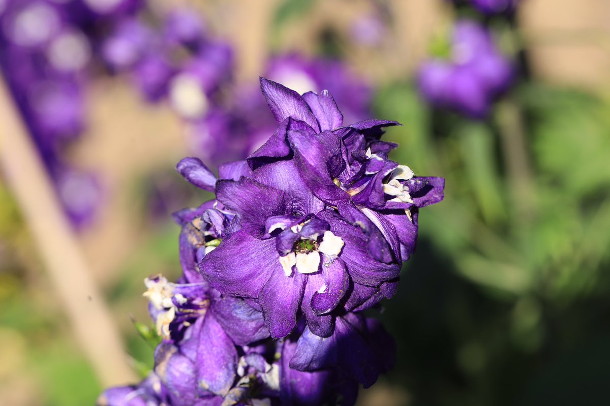 SunsetChrissi's tweet photo. —
Sunbathing Flowers, 26th of june 2020
—
#photography #lights #perspective #colours #naturephotography #landscapephotography #wildlifephotography #june #junelandscape #summer #summerweather #summerfun #flowers #macrophotography #bokehphotography https://t.co/9pGdcgg1Bh