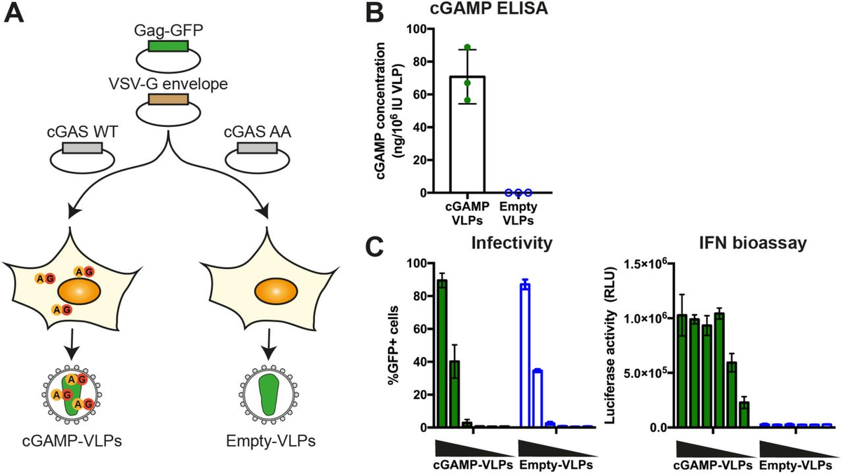 7. HIV-derived VLPs containing cGAMPHIV-derived viral vectors & VLPs are routinely produced in cell line HEK293T by transfection of plasmids encoding viral components.Here, they generated VLPs via plasmids expressing HIV-1 capsid protein Gag-GFP & VSV-G https://biorxiv.org/content/10.1101/2020.01.03.893586v1.full
