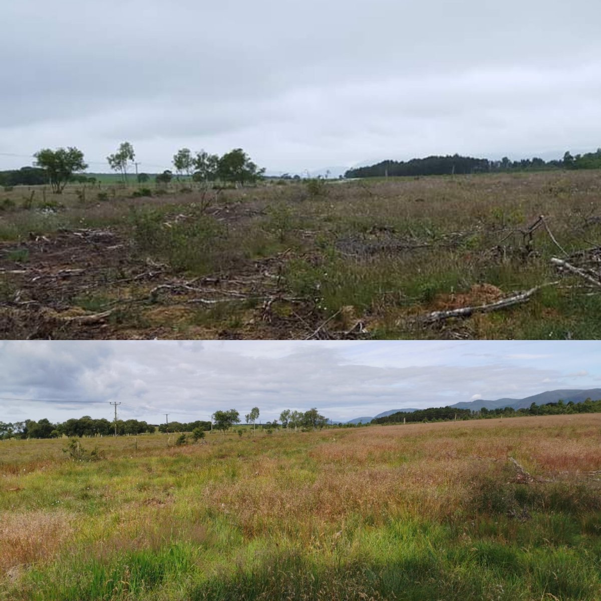 Ardochhebridea1's tweet photo. #conservationgrazing on a lowland bog top picture is summer 2016 bottom is today #hebrideansheep have eaten the silver birch saplings and there's a fantastic change, water retention levels have increased which should in theory improve the #carboncapture #restorativefarming https://t.co/jQg9JsnxaT