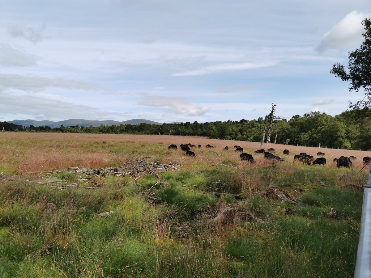Ardochhebridea1's tweet photo. #conservationgrazing on a lowland bog top picture is summer 2016 bottom is today #hebrideansheep have eaten the silver birch saplings and there's a fantastic change, water retention levels have increased which should in theory improve the #carboncapture #restorativefarming https://t.co/jQg9JsnxaT