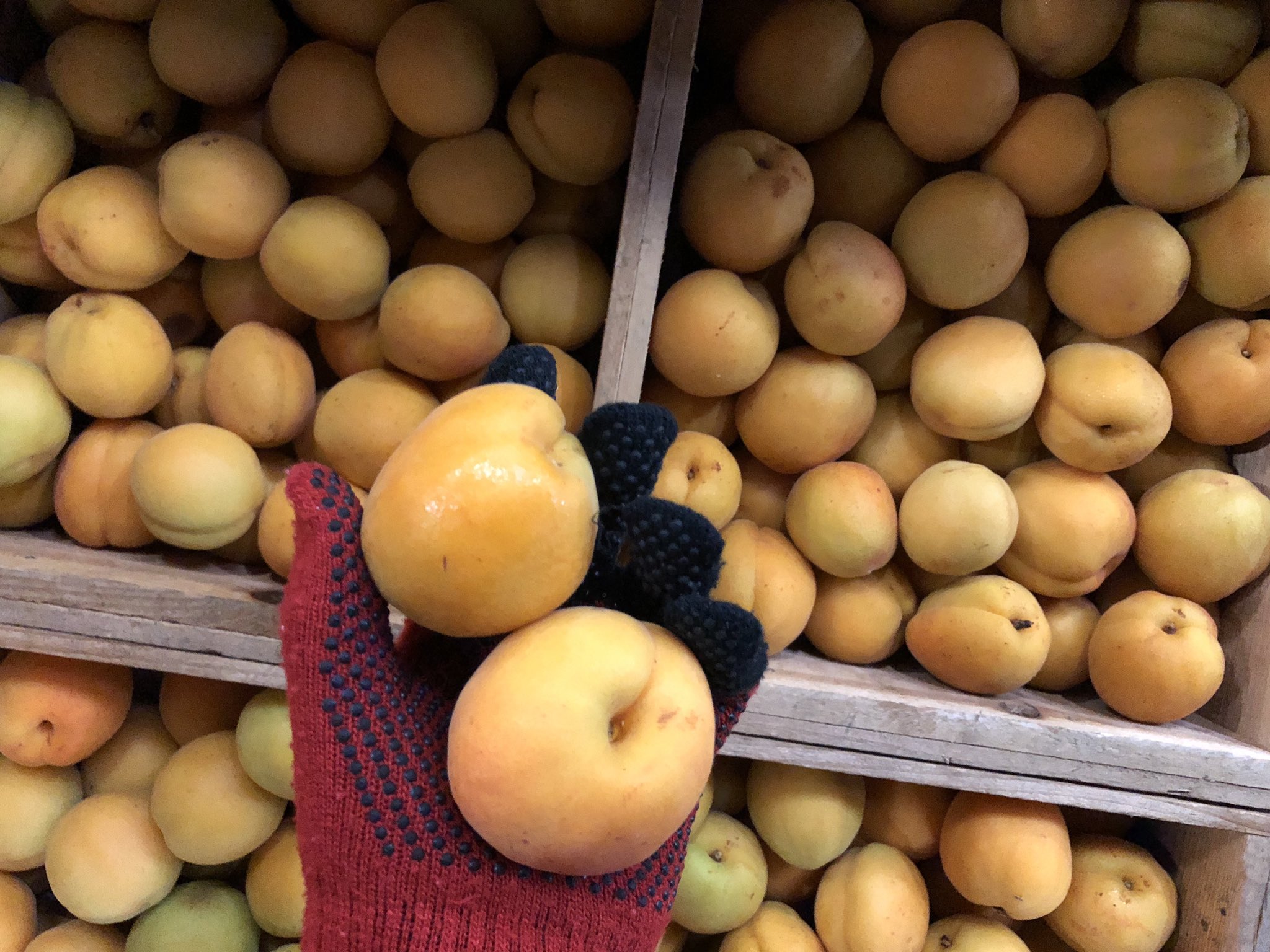 青森合同青果 南部町産の 八助梅 はちすけうめ が出回る季節になりました 梅と呼ばれますが 梅 ではなくて杏 あんず 種と果肉の実離れのよいのが杏 そうでないのが梅 二つ割にして干し 赤紫蘇と一緒に漬け込むのが青森流の梅干です T