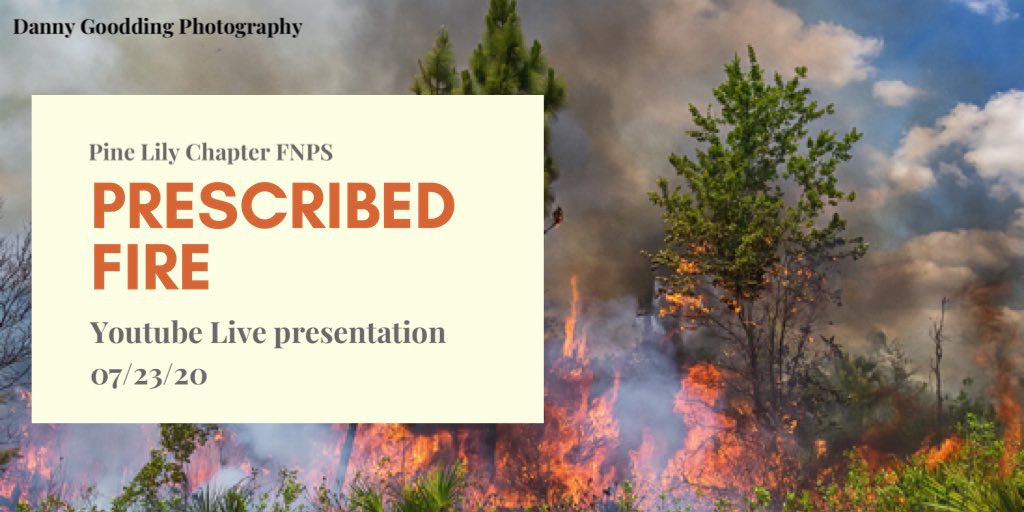 #plantsneedfire Don’t miss our Youtube Live presentation on Prescribed Fire with Disney Wilderness Preserve’s Zachary Prusak 07/23/20 at youtu.be/zk3DoaD38WY. You can also support Danny’s awesome wildlife and environmental photography at dannygoodding.com.