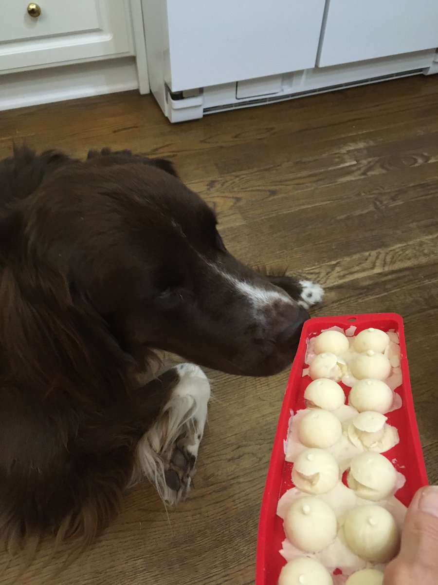 Violet_theNewfy's tweet photo. Today on #BakingwithViolet, Mom is FINALLY baking me some treats. She has been busy, so she made the super easy Coconut PB ones. She has 3 new recipes to try when it’s not so hot out. But, she also made me Doggy Ice Cream! Delicious! 💜 https://t.co/HNCTnO6WfA