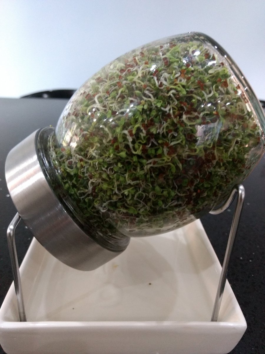 First try at #Sprouting