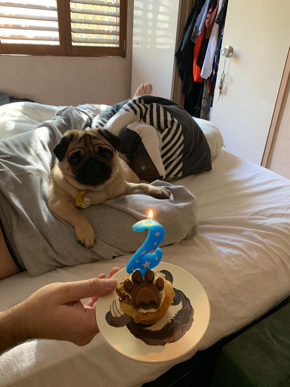 Happy Birthday to Larry David the pug. He really is starting to look like me. 