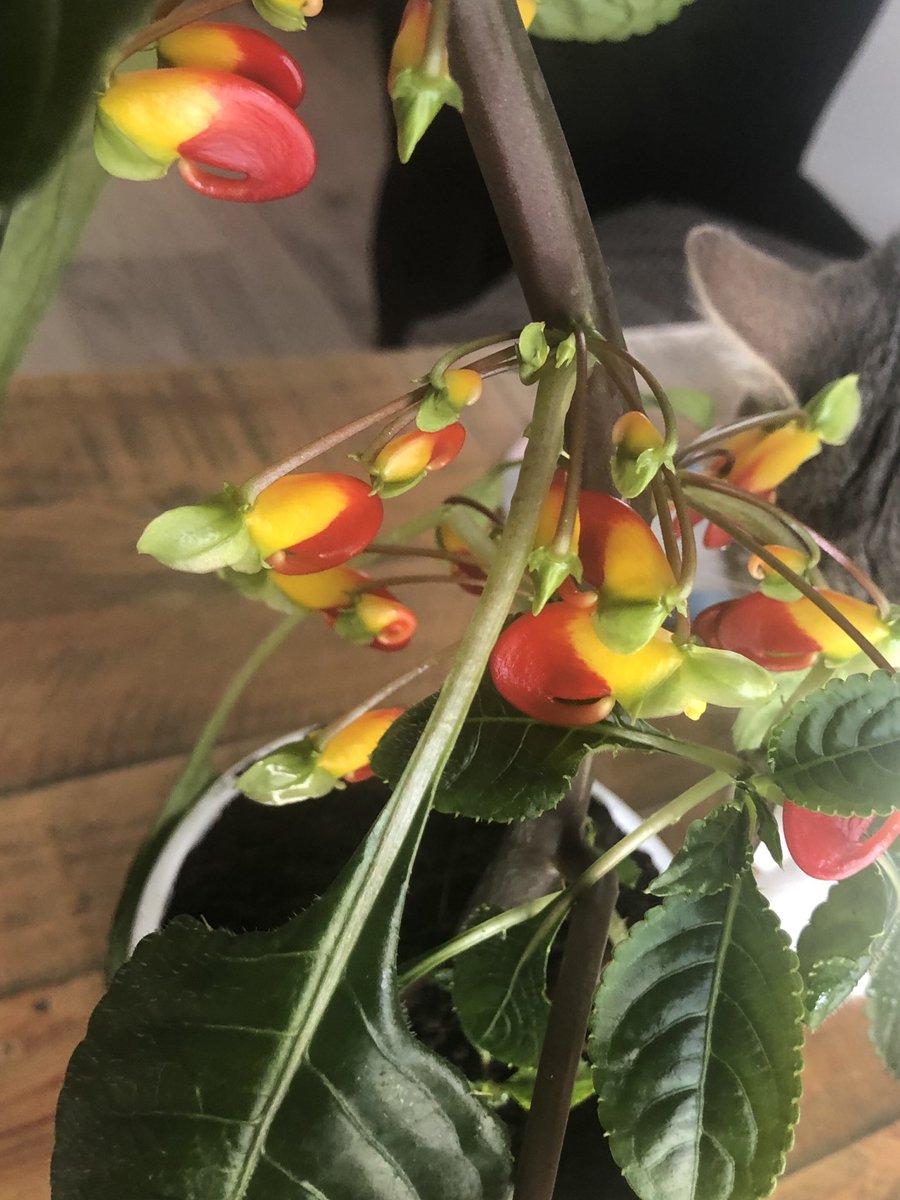 Dr Lindsay Broadbent tweet media