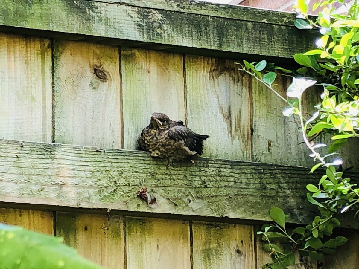 joko81's tweet photo. Eliza has been watching this little blackbird grow in confidence all weekend. He started off bouncing around the shrubs and can now fly a little higher! Mummy looks very worn out as she keeps coming to check in on him and give him some food. @ClassofOwls https://t.co/Hg81SeSOVX