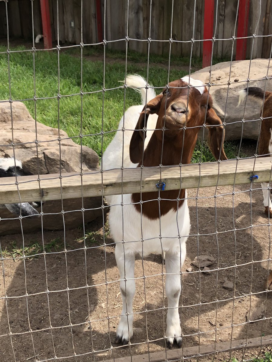 LilDisFan's tweet photo. We made the best friends ever. @GoatsOnTheRoof #originalisbest https://t.co/6VqbLNa3ml