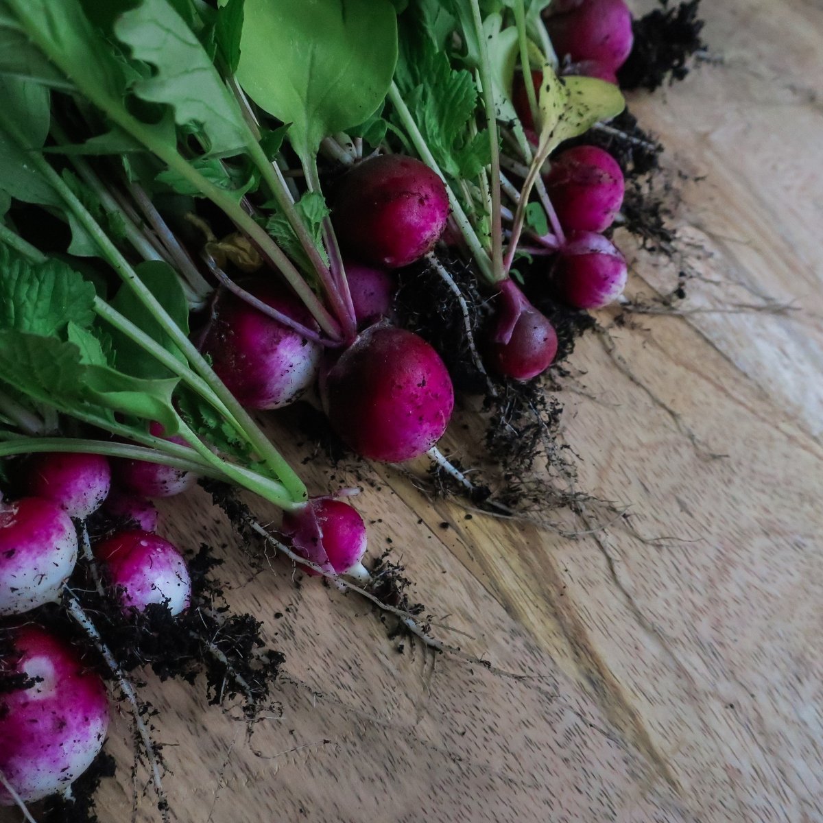SprawlKitchen's tweet image. These lovely fresh radishes from the garden are making their way into a quick pickle for tonight's tea.