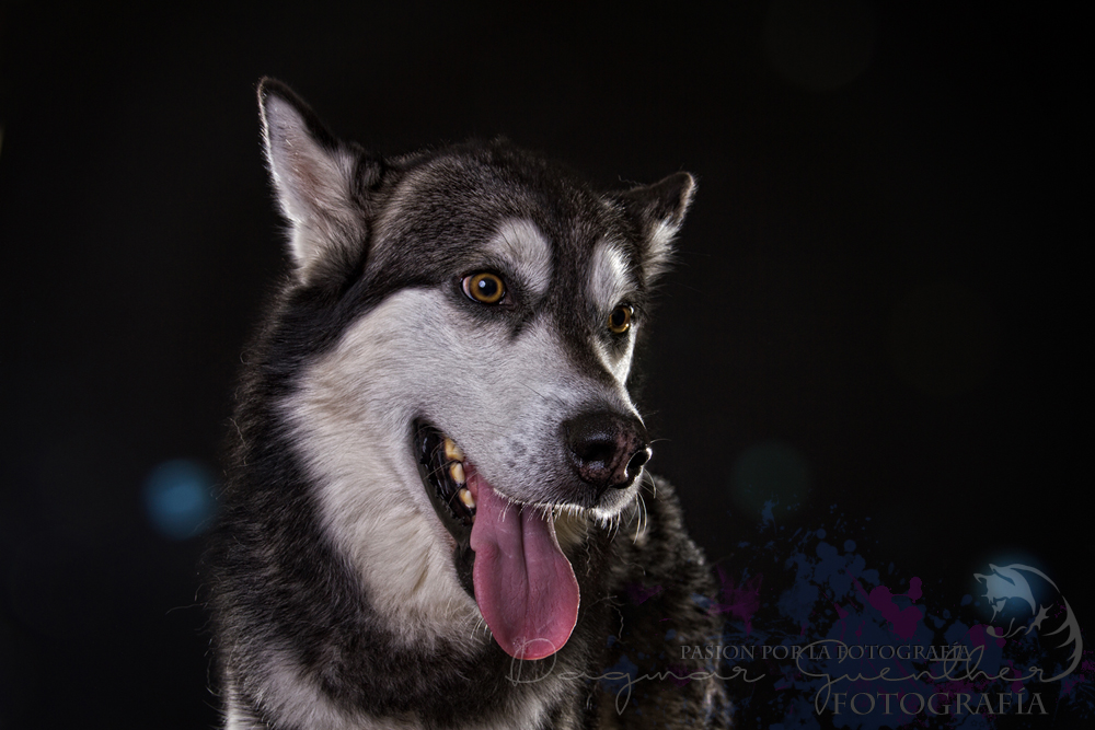 MalamuteASKUR's tweet photo. #photo by my human ... 2014 ... #dog #dogs #alaskanmalamute #alaskanwolfdog #inuitdog #arcticdog #dogphoto #dogphotography #bestfriends @DagmarGuenther https://t.co/I1GUUlPxCo