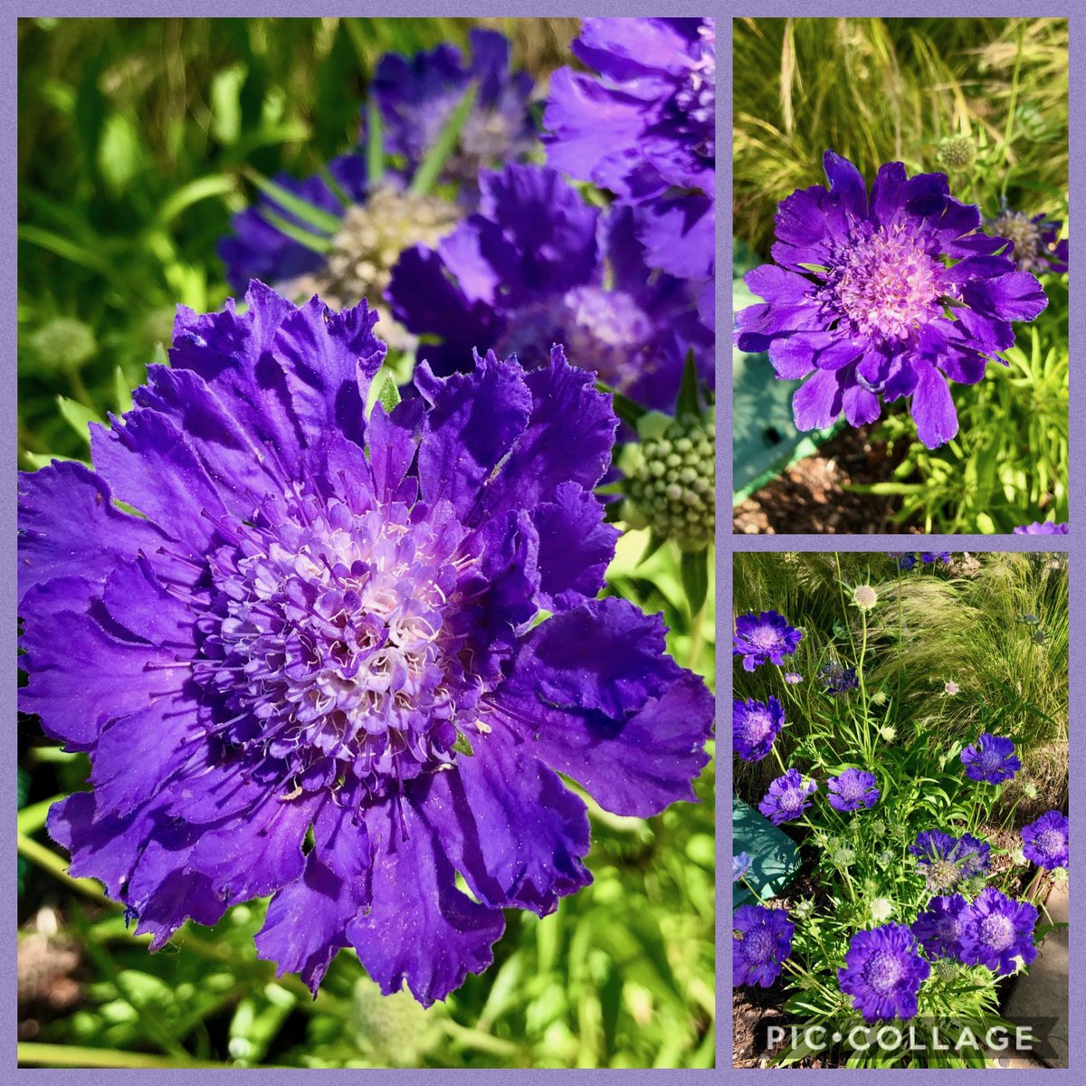 Pincushion Flower (Scabiosa caucasica 'Fama Deep Blue') @redbuttegarden  Is more intense purple than blue to me. The 4' across flowers definitely get your attention though. Great cut flower & beloved by bees. 
#Gardening #perennial #cutflower 
Member of the #Caprifoliaceae family