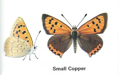 Bill_Asprey's tweet photo. Whilst in the garden this afternoon, a colourful visitor dropped by. A Small Copper, no time to photograph it see pic. from my butterfly book, taking nectar from the buttercups and clover flowers covering my lawn since I stopped mowing it. Excited at my first sighting this year. https://t.co/ExCEVZWNBv