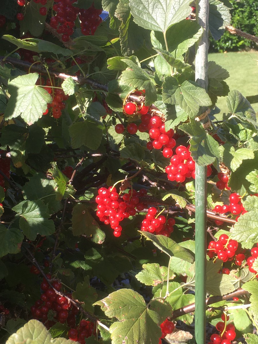 hansemende's tweet photo. Heuer meint es die generöse #MutterNatur wieder ausserordentlich gut mit uns #RedCurrant #Johannisbeeren #RibesRubrum dass sich die Äste biegen #Sommer2020 https://t.co/x3rgK01sVz