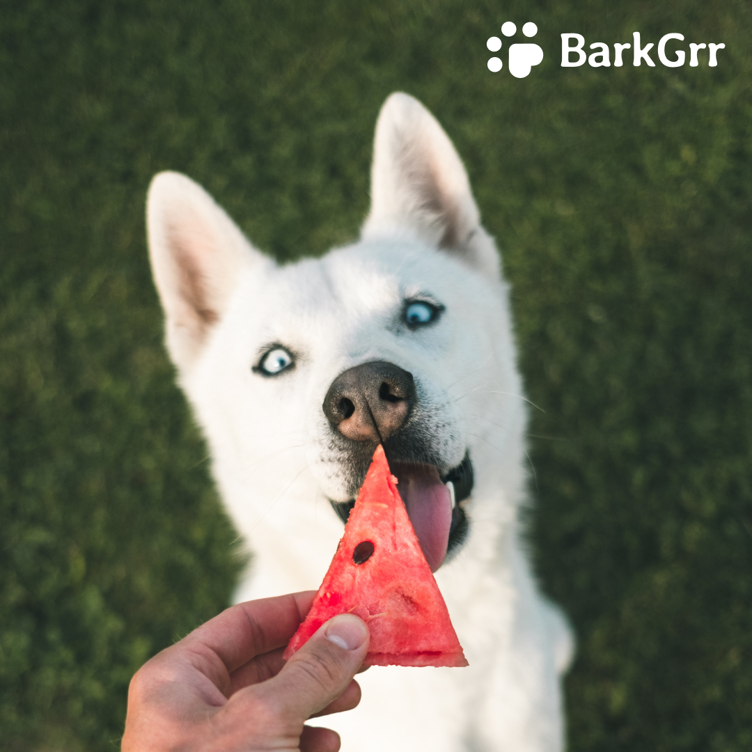 barkgrrllc's tweet photo. Feed your dog frozen watermelon slices cubes on a hot day to help them cool down, or any day of the week for a sweet treat!

Find summer toys @chewy : https://t.co/vHl2N5uASE

#barkgrr #summer #pawsome #dog #dogs #puppylove #doglife #dealoftheday #photooftheday https://t.co/UQiUflMC4S