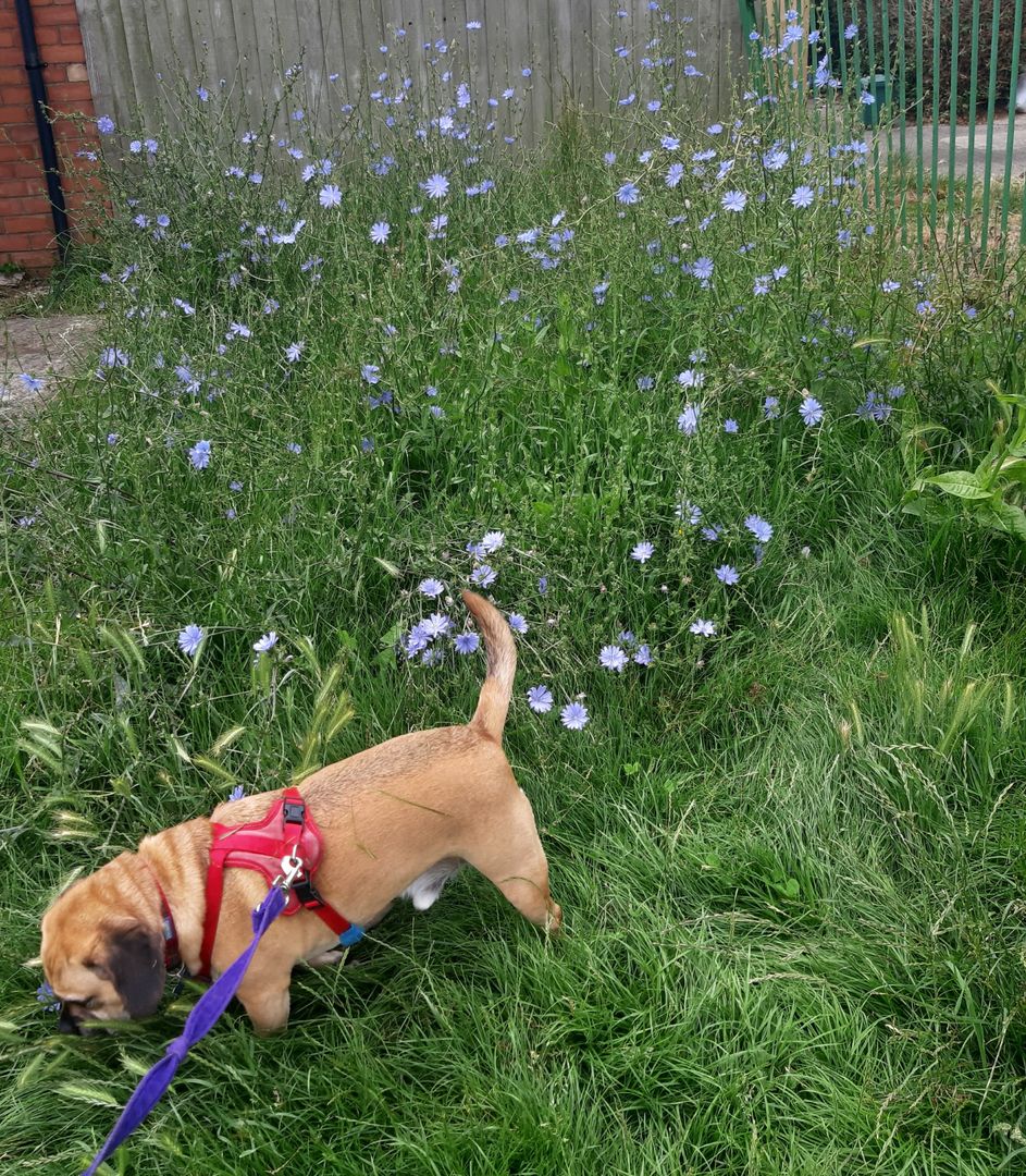 PittvillePets's tweet photo. Happy doggies, happy Alison!
#Dogs #CheltenhamDogs #CotswoldDogs #DogWalking #DogsOfTwitter https://t.co/lB7Mw9EbIA