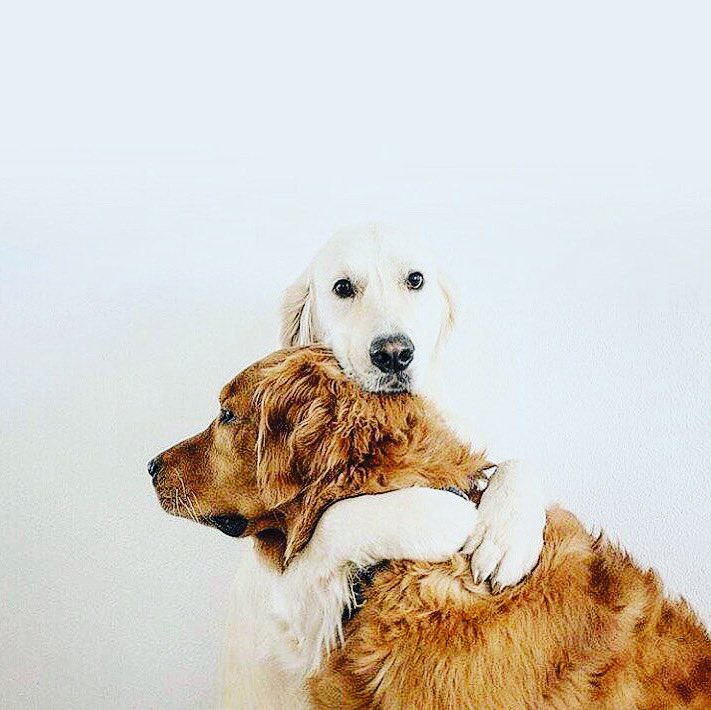 Today, give someone a hug. 🤗🤍🐕🐾 #heck #heckinhugs #love #bestbuds