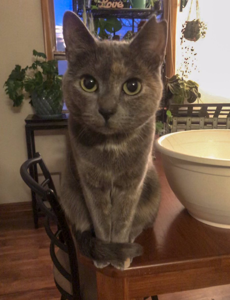 AbbieBennefeld's tweet photo. Your pet and what they’re named after https://t.co/3VTI6HwDEN