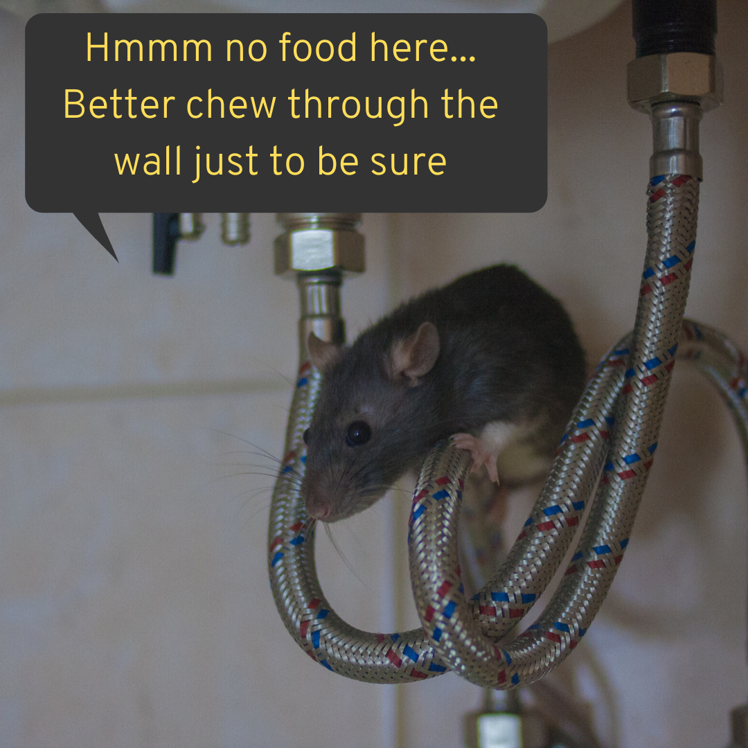 Victor® tweet media