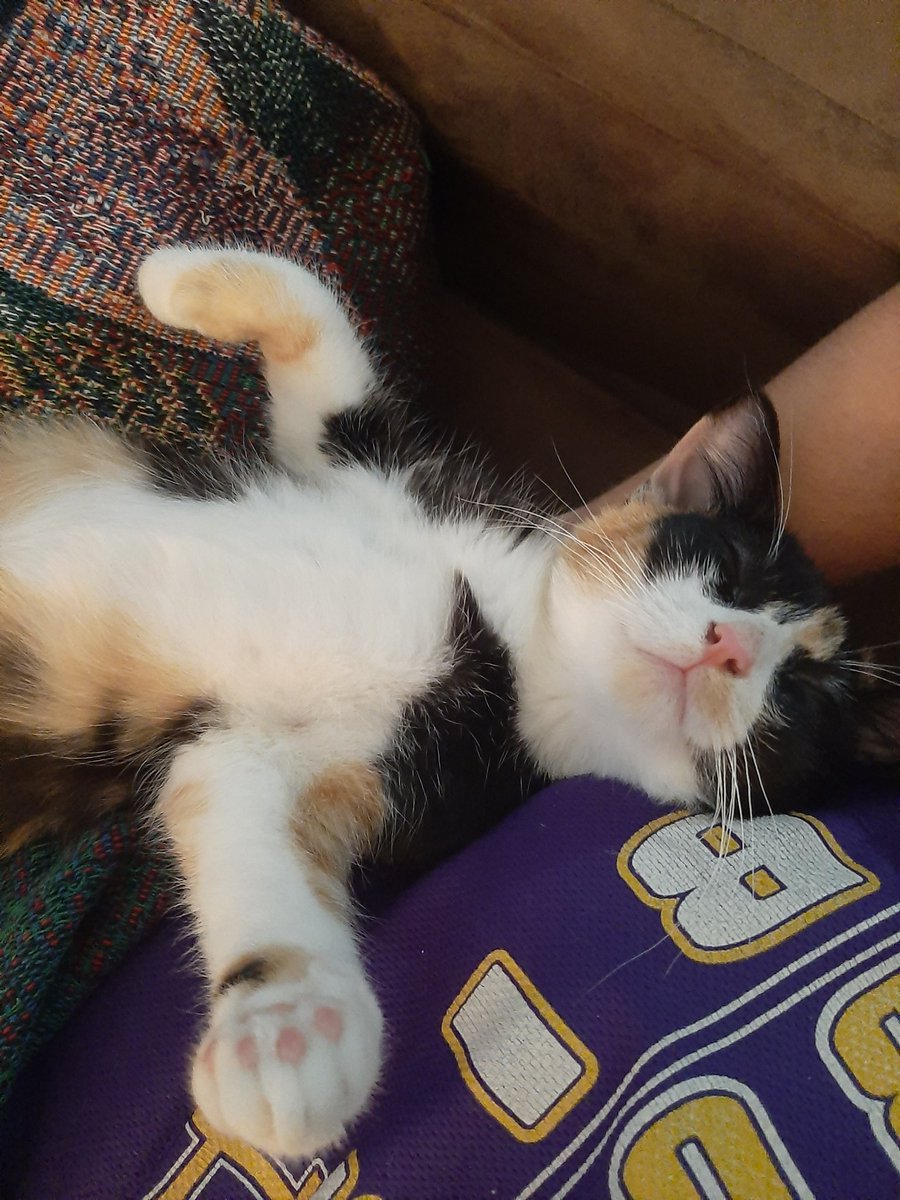 0613krm's tweet photo. loki sleeps funny, but so does every cat. maybe loki a little bit more.
#CatsOfTwitter #CatsOfTheQuarantine #lokithecat https://t.co/MouVadMRjq